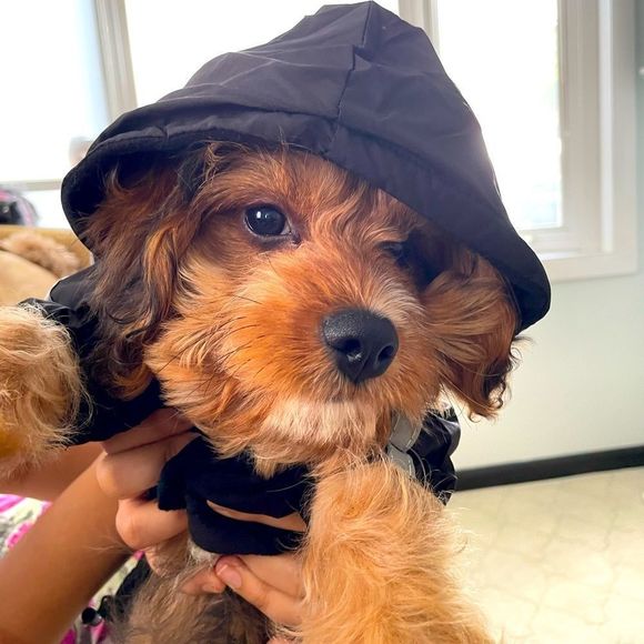 The North Face Other - Dog face coat with hoddie